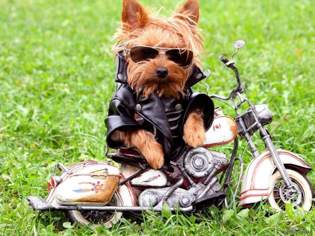 Consejos sobre cómo transportar perros en moto