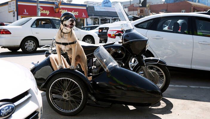 Cómo transportar perros en moto en sidecar